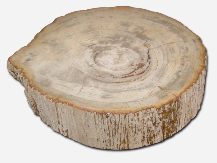 Polished cross section of petrified log