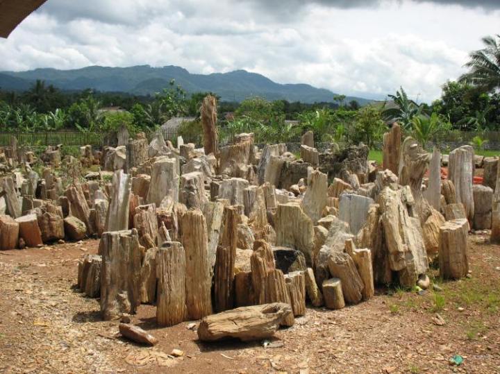 Petrified wood collection in Java, Indonesia.